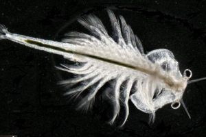 U krimskom jezeru naselili su se na svijetu otporne na sol na zemlji U krimskom jezeru naselili su se na svijetu otporne na sol na zemlji